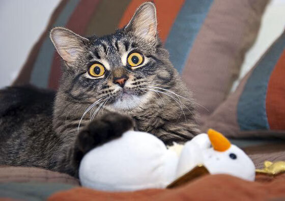 全能战士导演绝境逆转!乌克兰火力压制加拿大,马丁内利关键两射一传