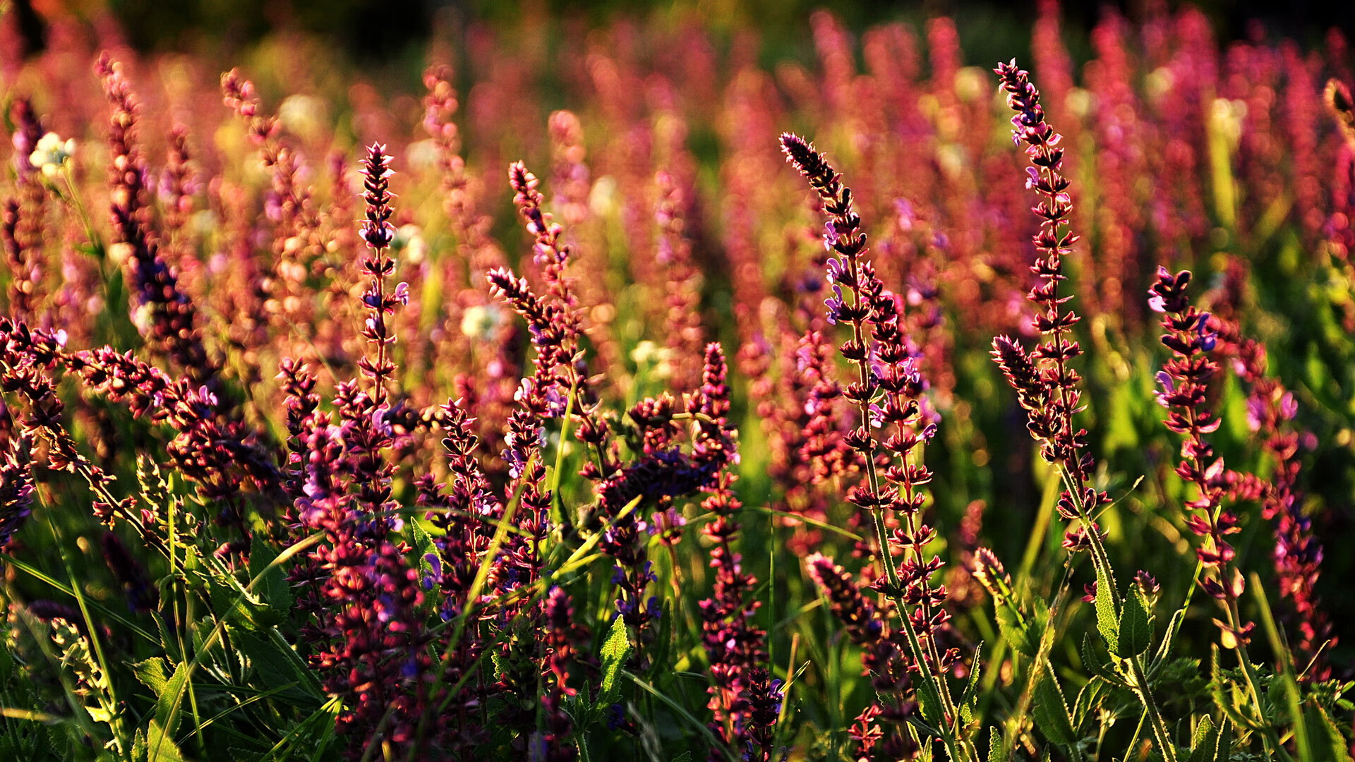 另一种国家德比，当药厂掀翻国家队，足球版图暗流涌动