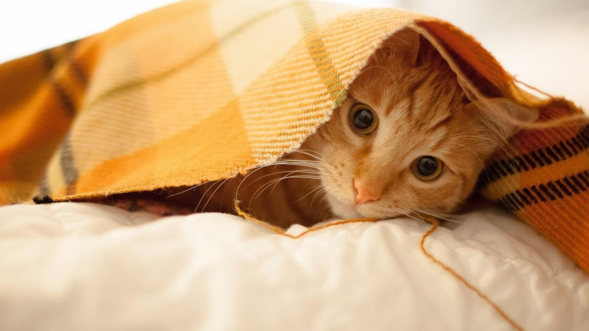 北欧童话再度上演？加维客串导演，瑞典球队友谊赛斩落利物浦的双重震惊