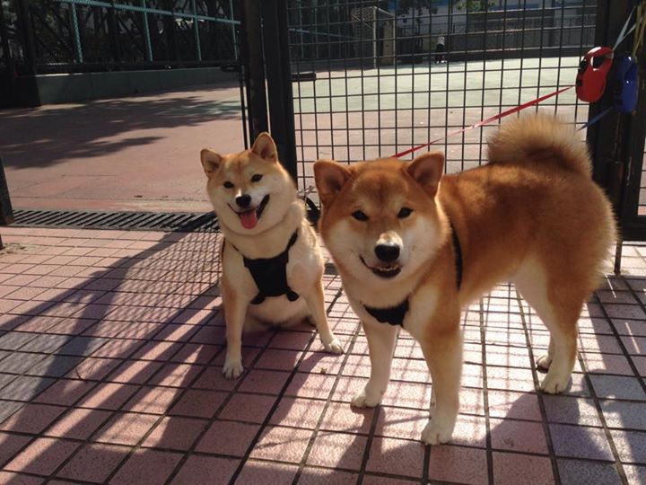 唯一性的狂胜,灰熊力克独行侠,福克斯末节接管比赛