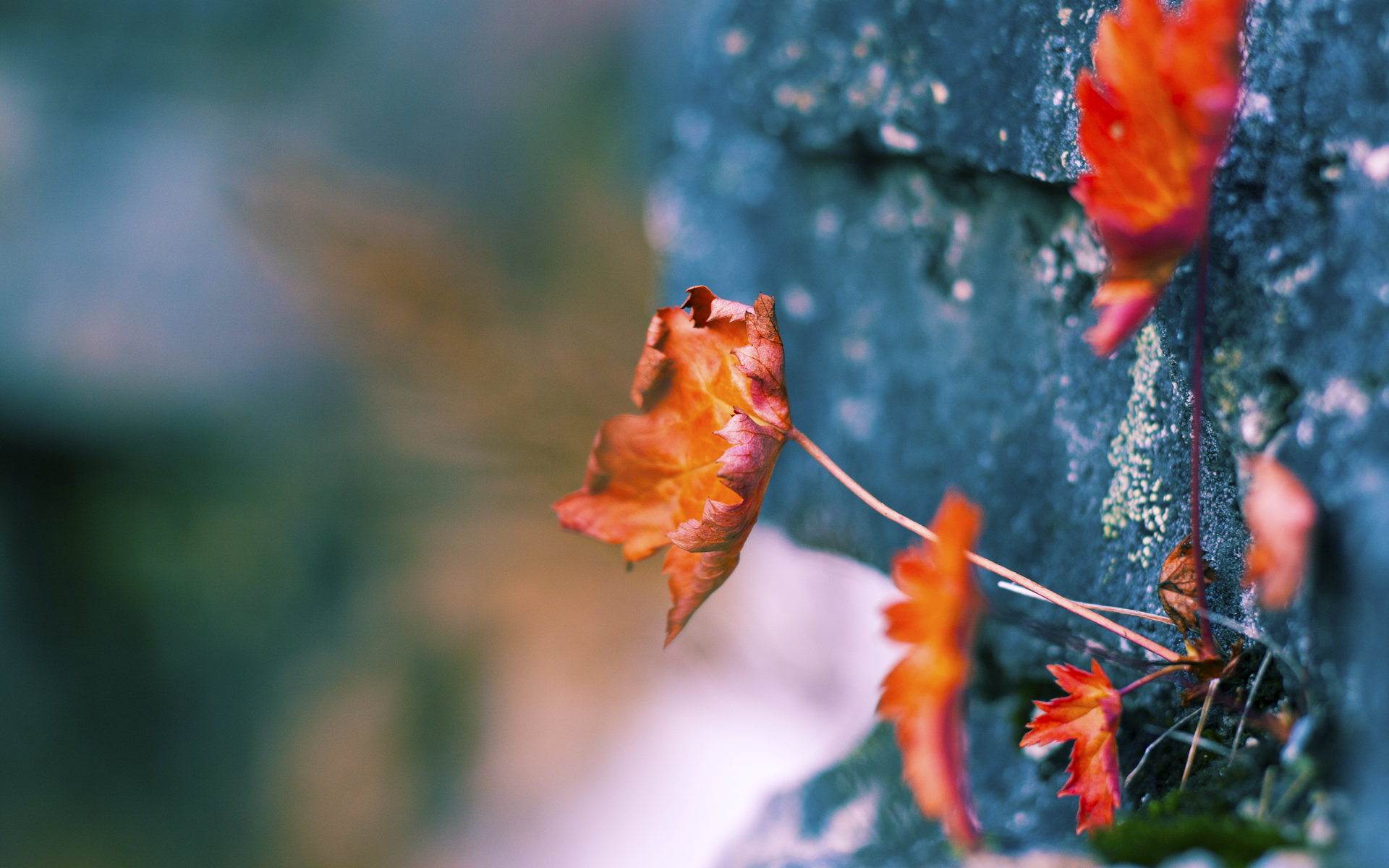 唯一性的狂胜,灰熊力克独行侠,福克斯末节接管比赛