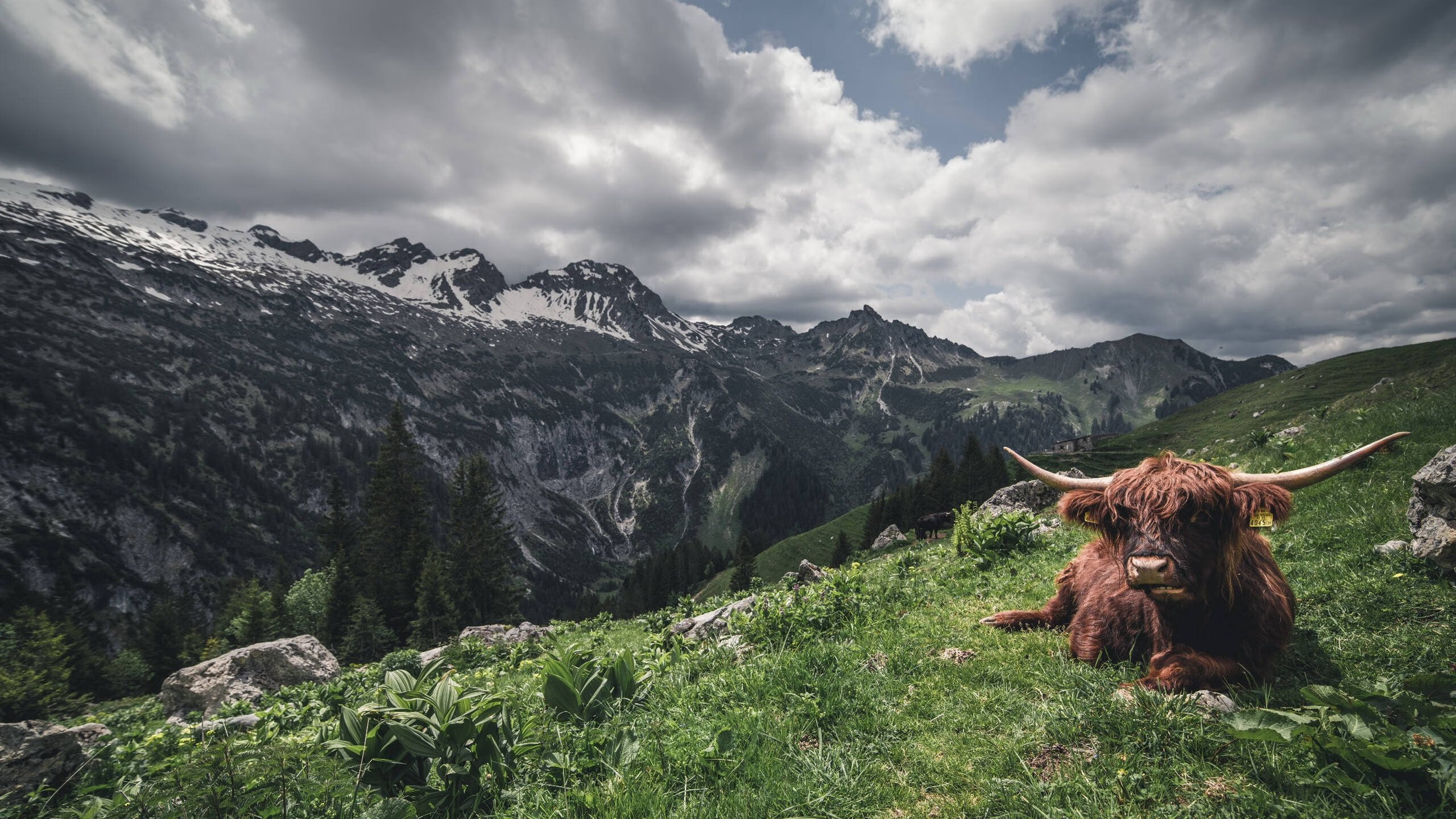 精神收割者,当德甲的机器轰鸣声响彻爱尔兰绿野与洪都拉斯山谷