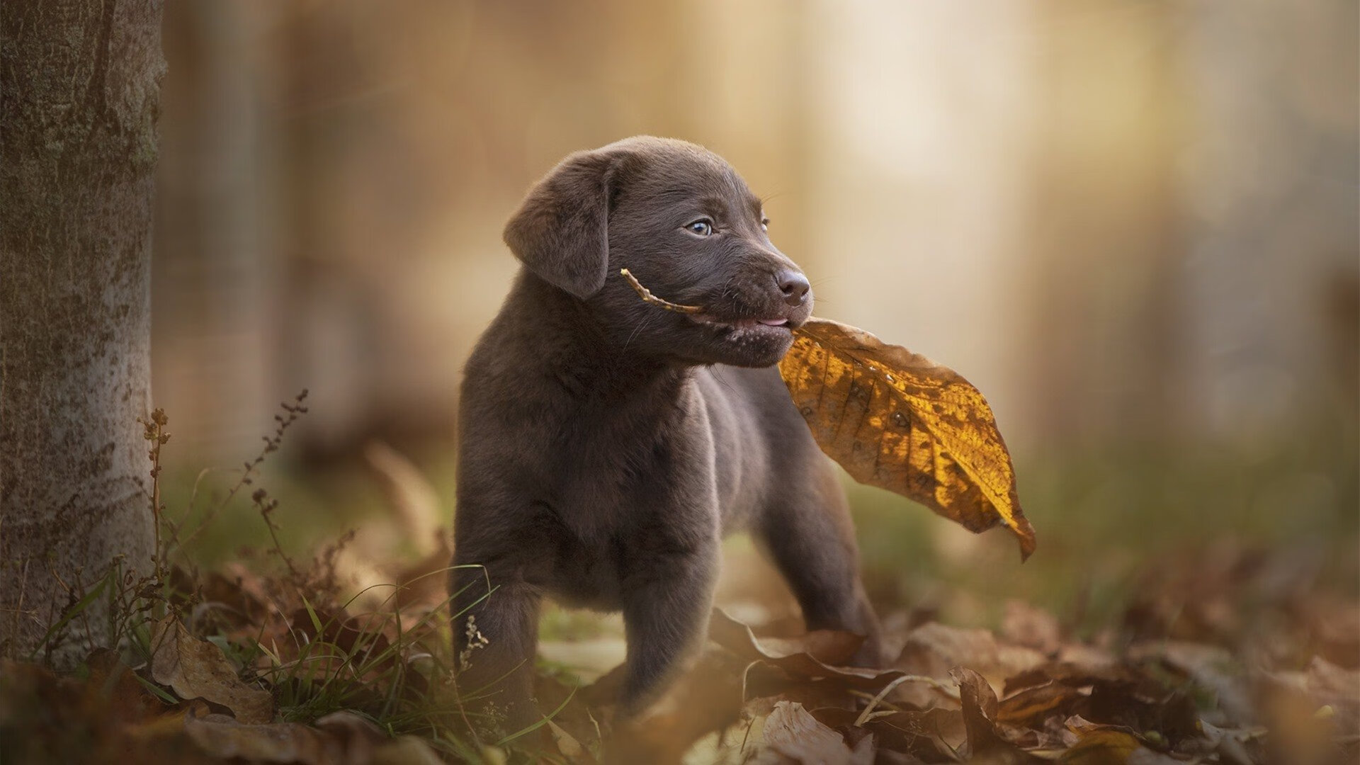 冰与火之歌，中国北境的团队风暴与萨克拉门托的孤胆英雄