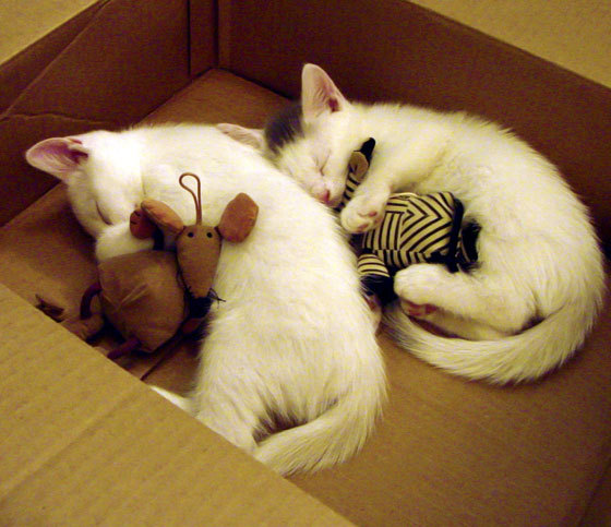 跨洋碰撞,当吉林虎啸遇见大苹果城,谁将见证东方克星米切尔的唯一性杀戮?