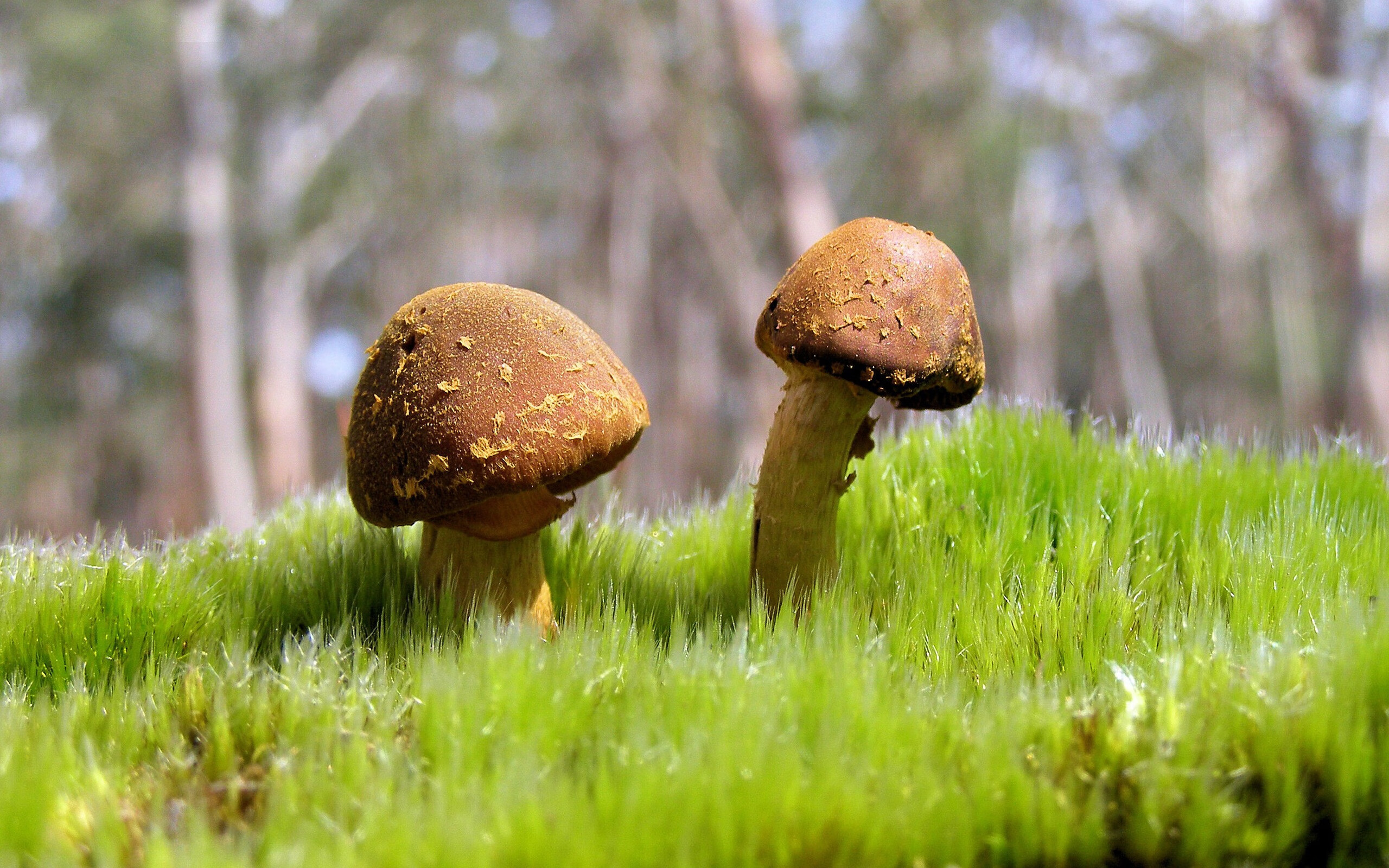 王者烙印,巴斯托尼钢铁防线引领巴西艺术风暴,3-0完胜土耳其