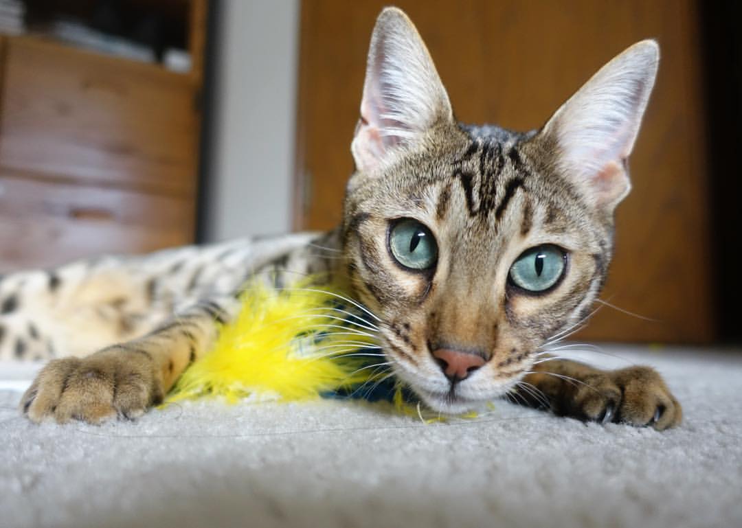 王者烙印,巴斯托尼钢铁防线引领巴西艺术风暴,3-0完胜土耳其