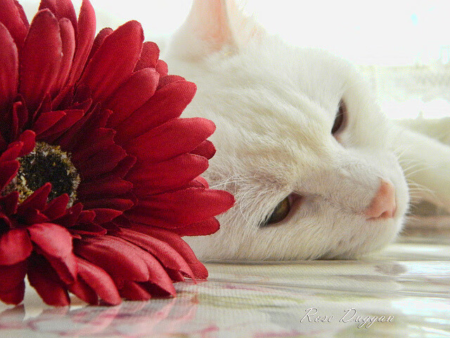 高原封锁夜，那个叫大场面先生的玻利维亚人如何解封了皇马