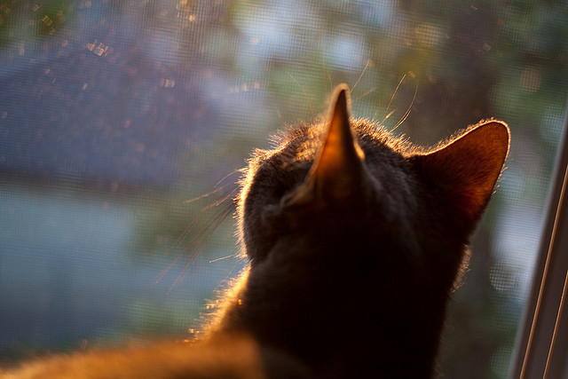 战火双燃,奥亚尔萨瓦尔魔幻夜,加纳绝境破重围