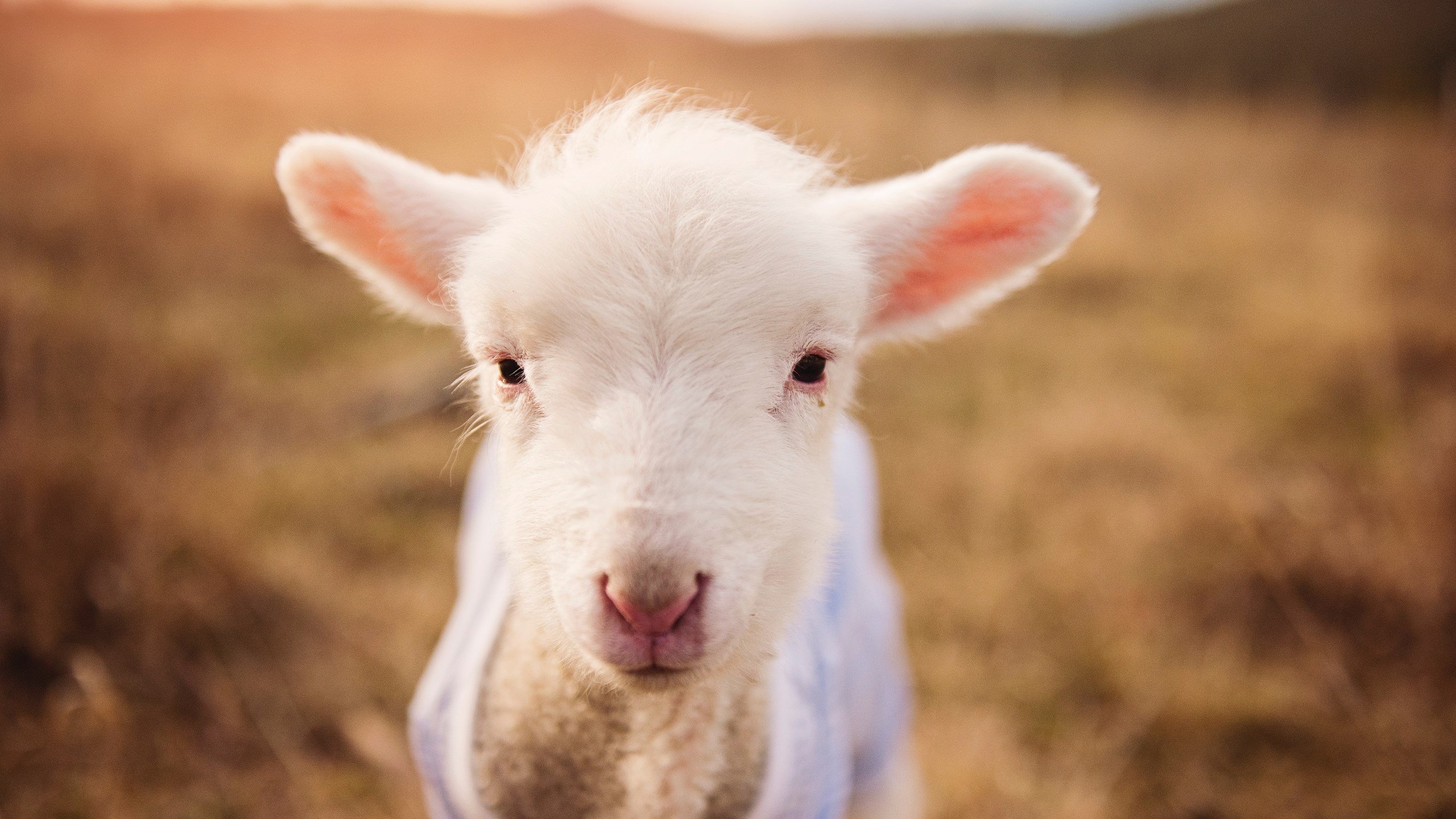 跨界之夜，德甲争冠激战正酣，西亚卡姆篮球场刷新纪录
