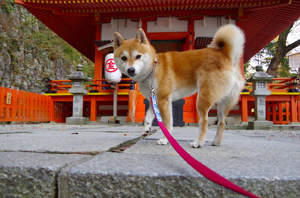 体育之光，NBA季后赛的焦点与勒沃库森战胜爱尔兰的争冠传奇