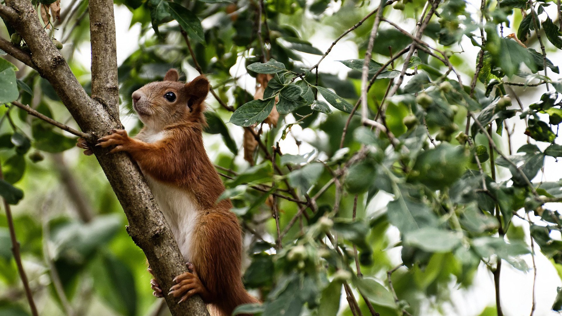 逆转！深圳魔术师的绿茵之歌