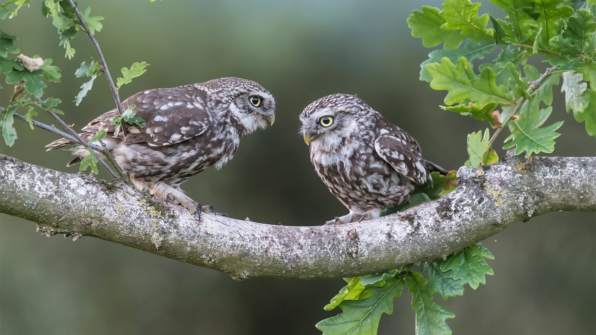 一堂来自未来的课,当切特的教科书表现让雄鹿与湖人的巨星黯然失色