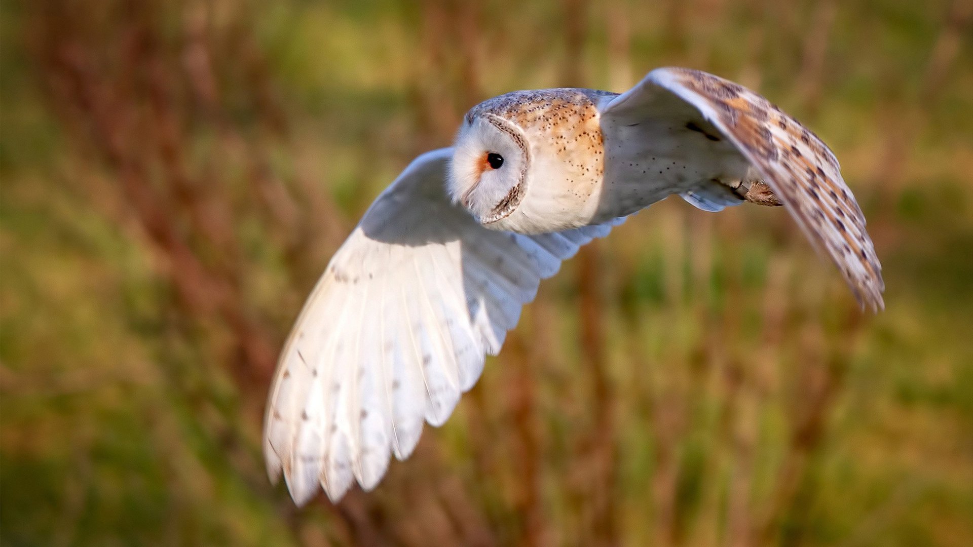 体育的唯一性，洪都拉斯冷艳一击与布雷默的绝对统治