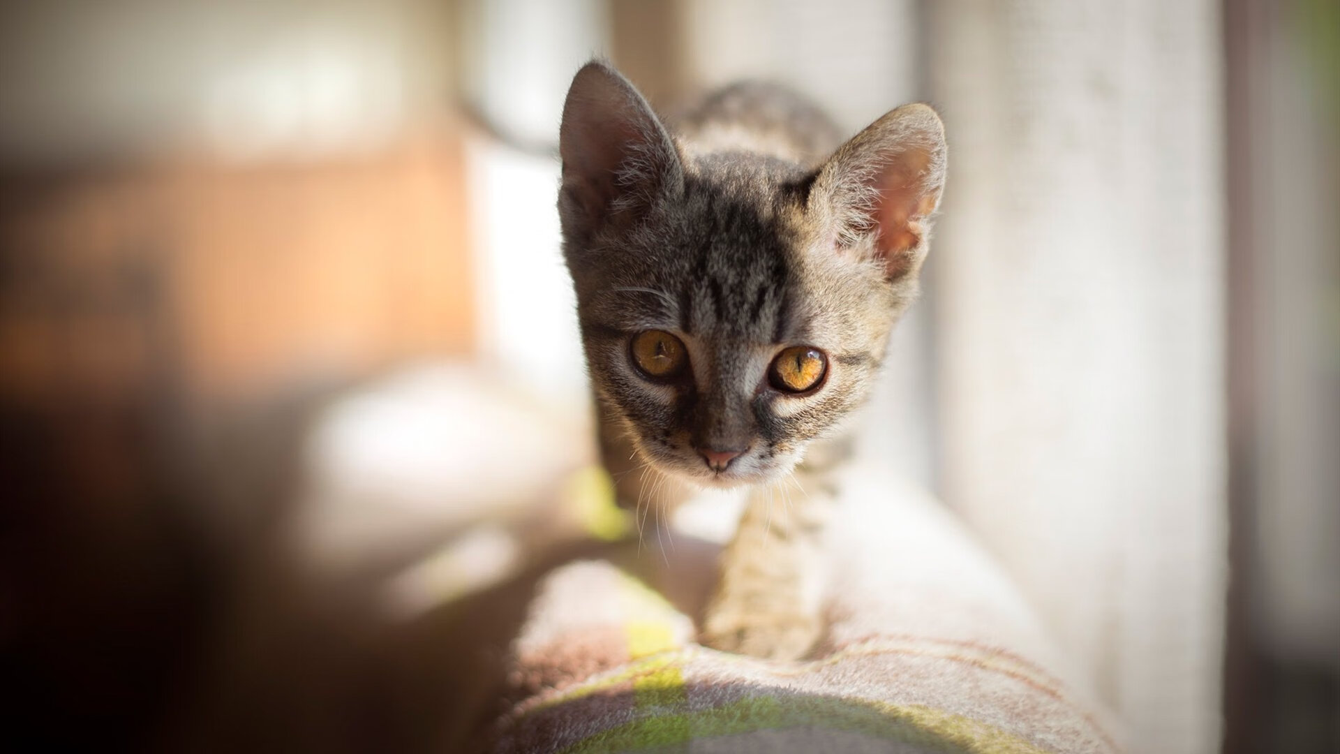 凯恩全场调度掌控全局，利物浦三线齐发力克乌拉圭劲敌