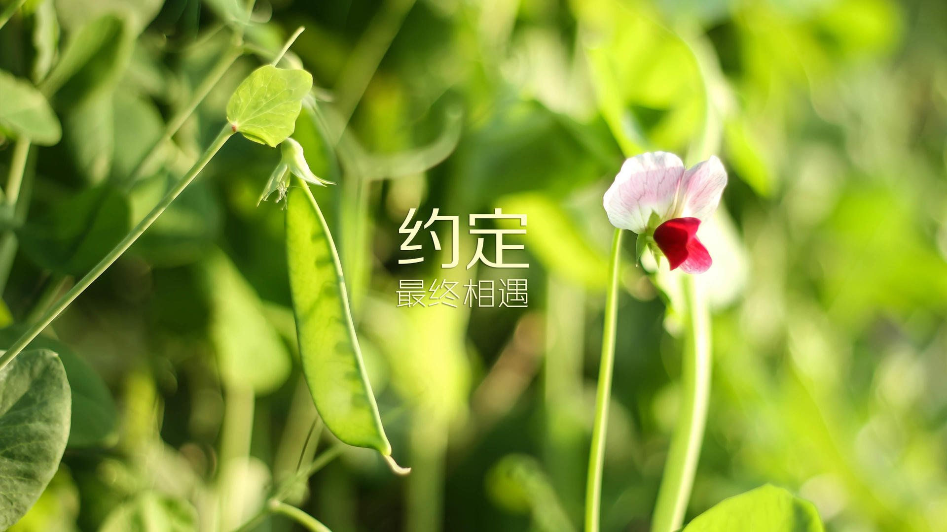 世界杯终章，唯一的主角不是预言，是费利克斯